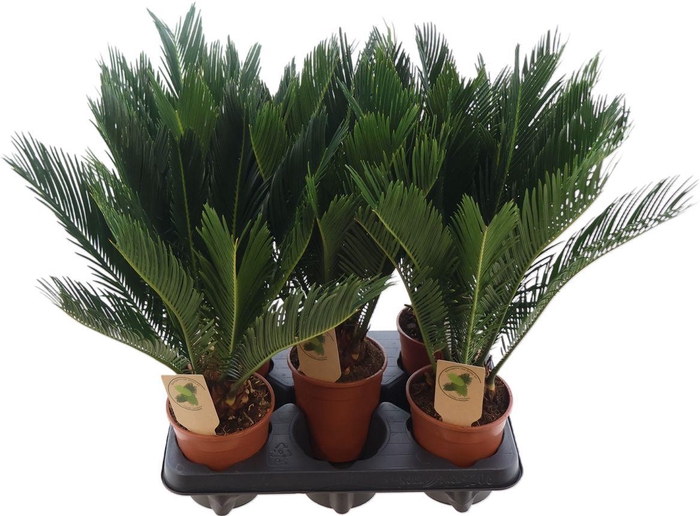 <h4>Cycas Revoluta</h4>