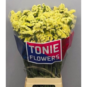 LIM S YELLO SUN BIRD