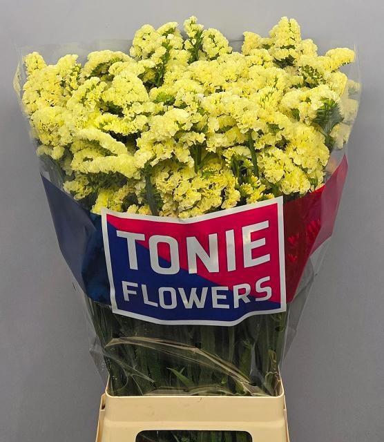 <h4>LIM S YELLO SUN BIRD</h4>