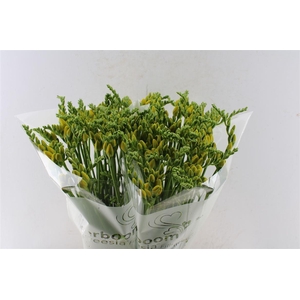 Fr Du Ballade Yellow