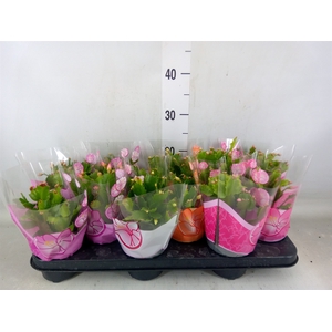 Schlumbergera   ...mix 4