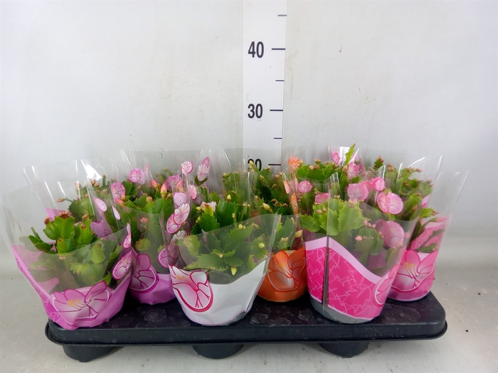 <h4>Schlumbergera   ...mix 4</h4>
