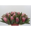 Protea Pink Lady