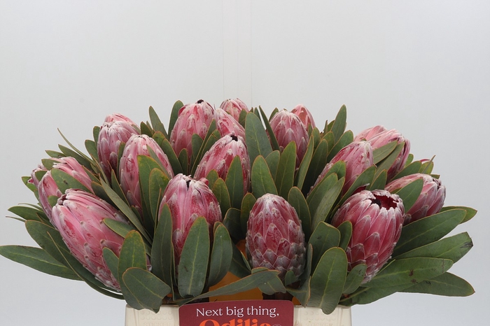 <h4>Protea Pink Lady</h4>