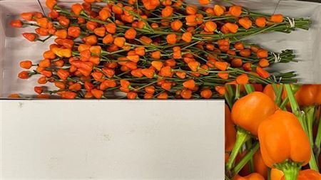 <h4>Capsicum Ov Oranje Bs</h4>