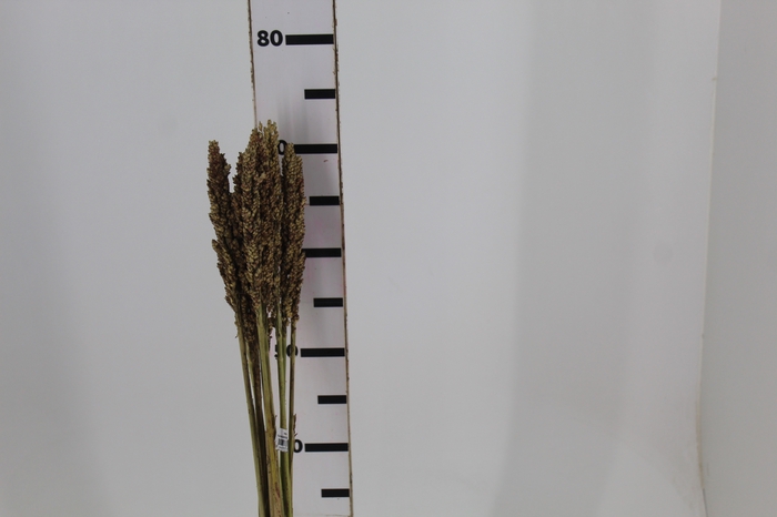 <h4>FOLHAGEM SORGO</h4>