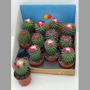 CACTUS BLOEIEND GEM