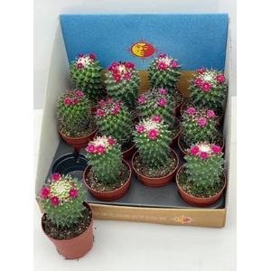 CACTUS BLOEIEND GEM