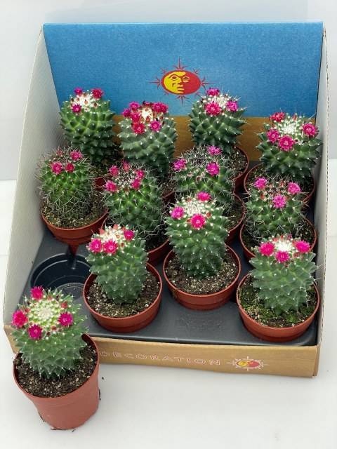 <h4>CACTUS BLOEIEND GEM</h4>