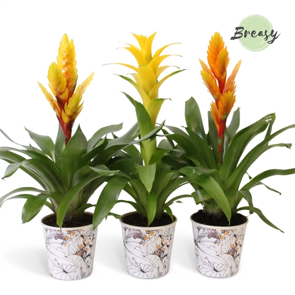 <h4>Bromelia Modern - 13cm in Tivoli | Mimesis</h4>