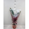 Calathea   ...mix