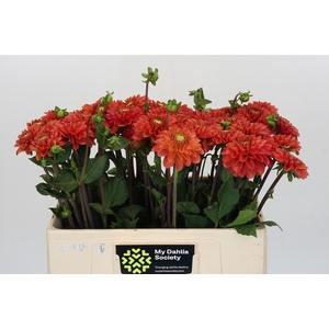 Dahlia Orange Fox