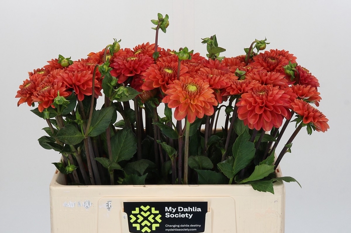 <h4>Dahlia Orange Fox</h4>