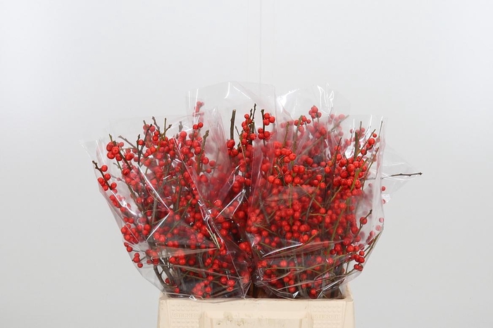 <h4>Ilex Ve Rode Bes</h4>