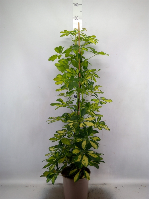 <h4>Schefflera arbor. 'Dalton'</h4>