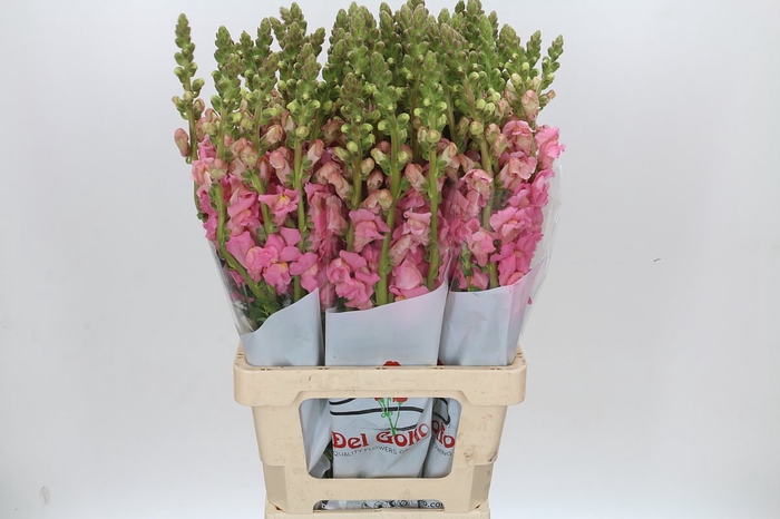 <h4>Antirrhinum Potomac Early Pink</h4>