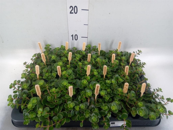 <h4>Sedum makinoi 'Kosmosje'</h4>