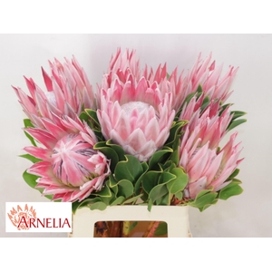 PROTEA CYNAROIDES