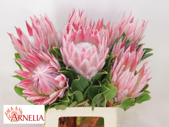 <h4>PROTEA CYNAROIDES</h4>