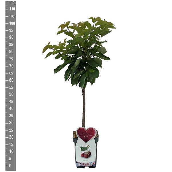 <h4>Prunus a. Butners Rote Knorpelk. Patioboom</h4>