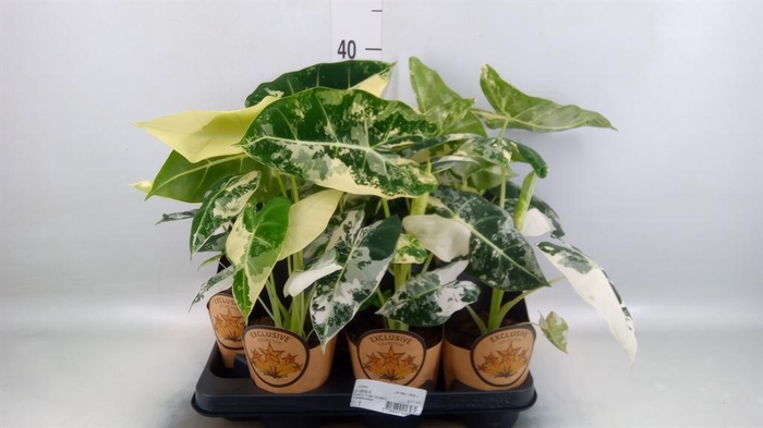 <h4>Alocasia   ...</h4>