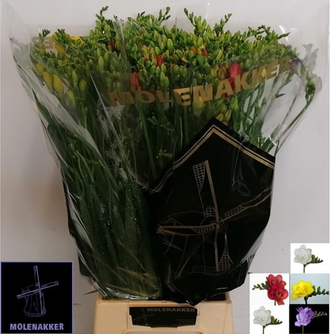 <h4>Freesia du mix</h4>