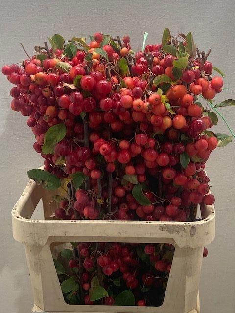 <h4>MALUS RED SENTINEL</h4>