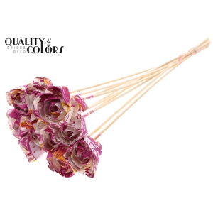 Shola Dear Holly 6cm on stem Multicolour Cerise/Yellow