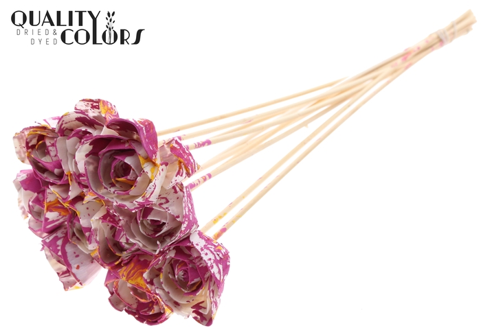Shola Dear Holly 6cm on stem Multicolour Cerise/Yellow