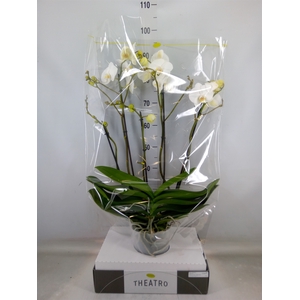 Phalaenopsis   ...white