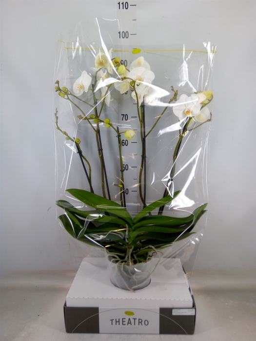 <h4>Phalaenopsis   ...white</h4>
