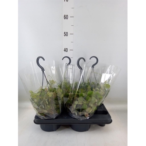 Dischidia pectenoides