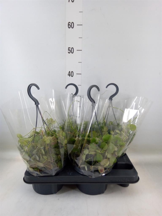 <h4>Dischidia pectenoides</h4>