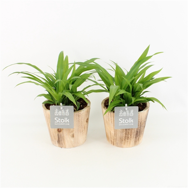 <h4>Chlorophytum comosum Lemon in Wood bruin</h4>