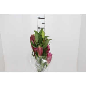LIRIO CORVETTE 080 CM HT 2/3 FLS