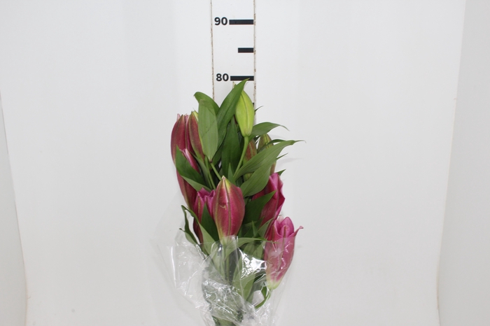 <h4>LIRIO CORVETTE 080 CM HT 2/3 FLS</h4>