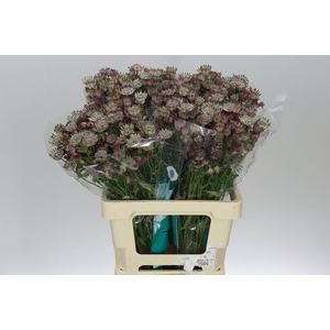 Astrantia Star Of Africa