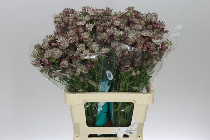 <h4>Astrantia Star Of Africa</h4>