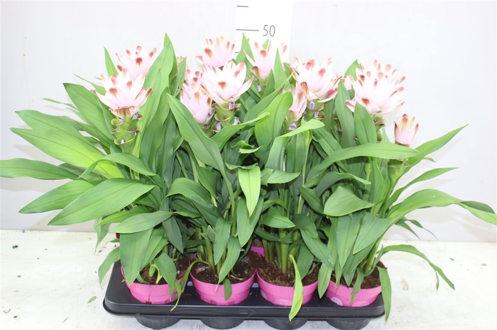 <h4>Curcuma Siam Salsa</h4>