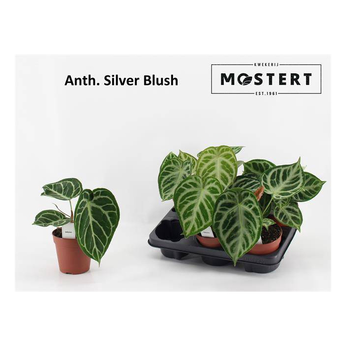<h4>Anthurium Silver Blush 12Ø 25cm</h4>