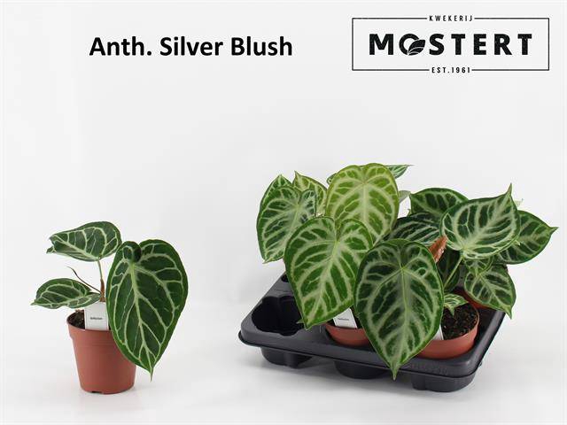 Anthurium Silver Blush 12Ø 25cm