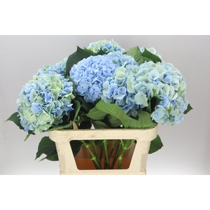 Hyd Verena Blue Classic