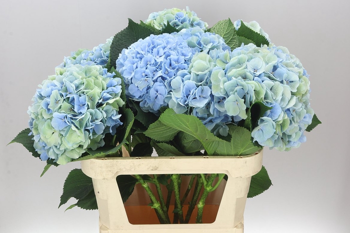 <h4>Hyd Verena Blue Classic</h4>
