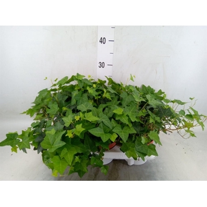 Hedera   ...green leafed