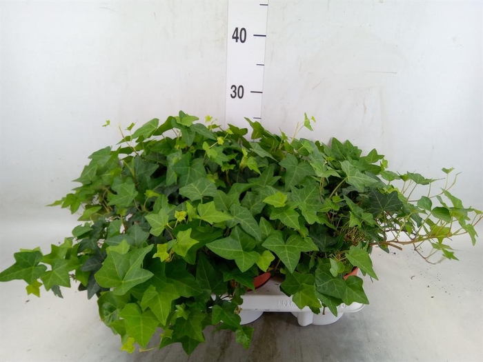 <h4>Hedera   ...green leafed</h4>