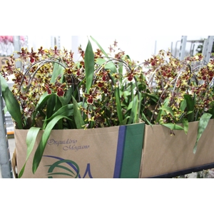 ONCIDIUM COLMANARA P15