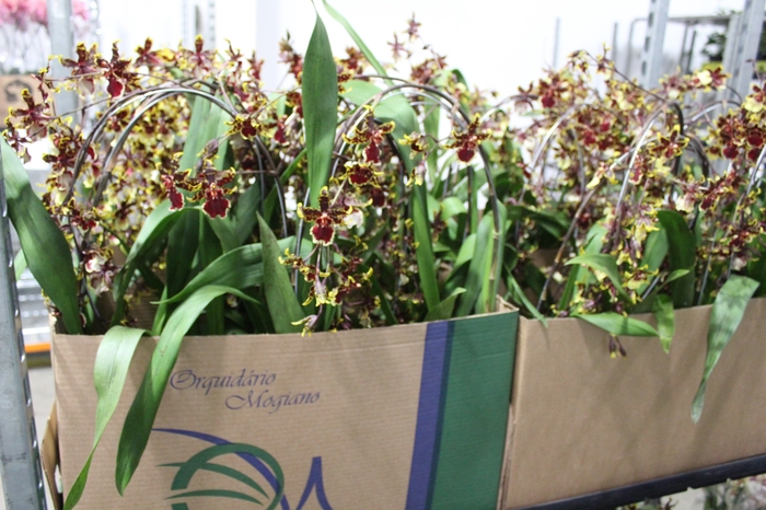 ONCIDIUM COLMANARA P15