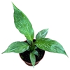 Spathiphyllum Diamond