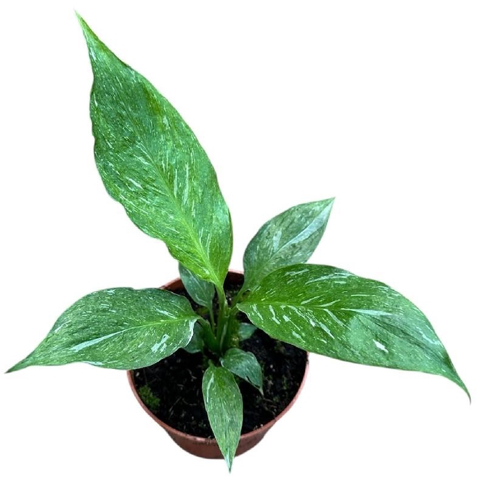 Spathiphyllum Diamond