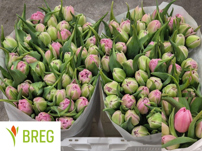 <h4>TU DU DRESSING</h4>